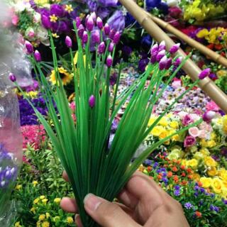 Cỏ nụ hoa