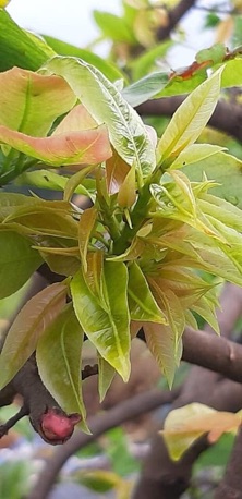 BUNG ĐỌT RA RỄ MAI VÀNG