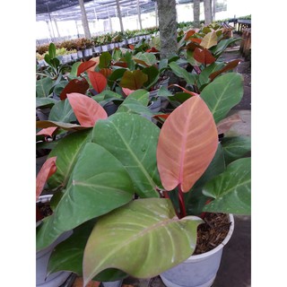Trầu Bà Đế Vương đỏ