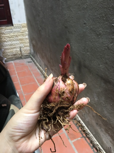 Củ hoa ly thơm cao