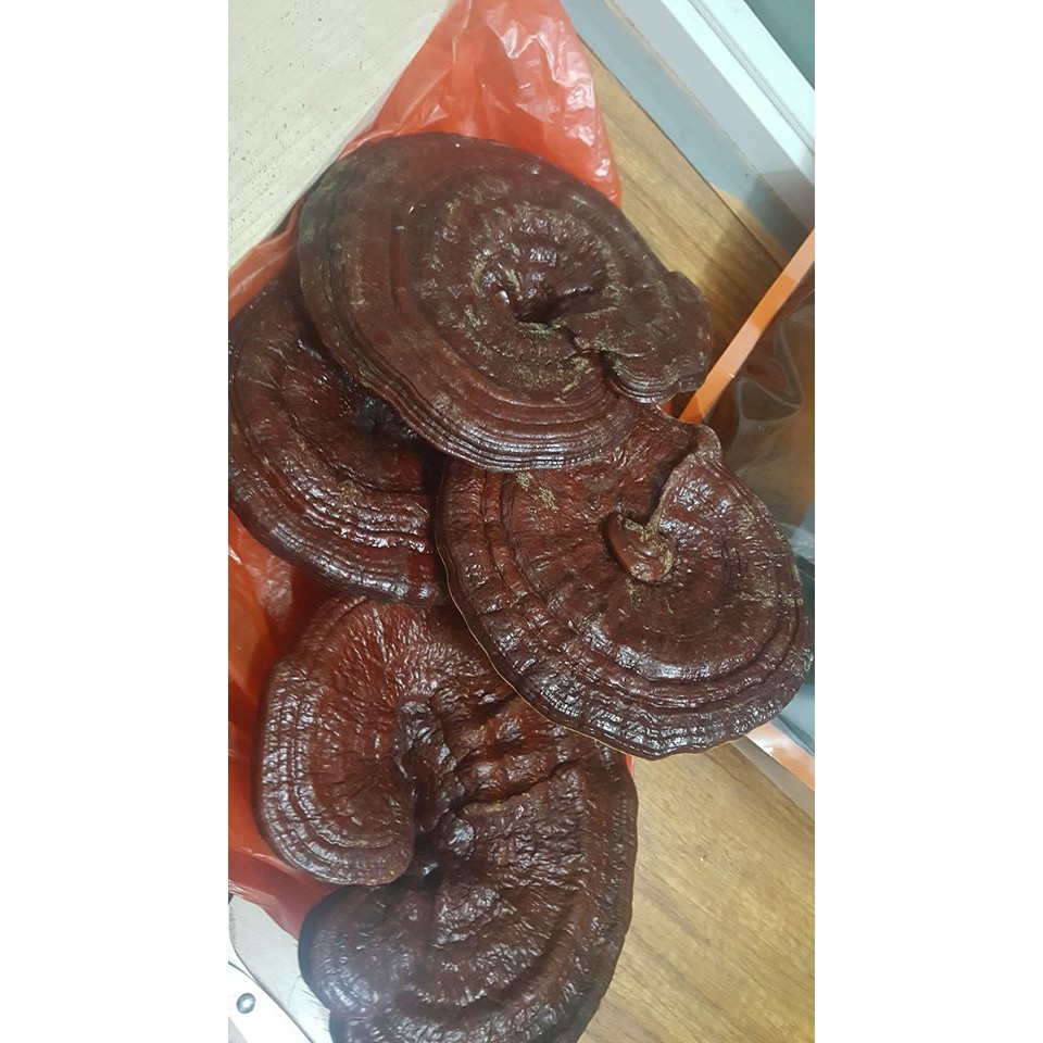 Nấm linh chi Hàn Quốc HSD 2025