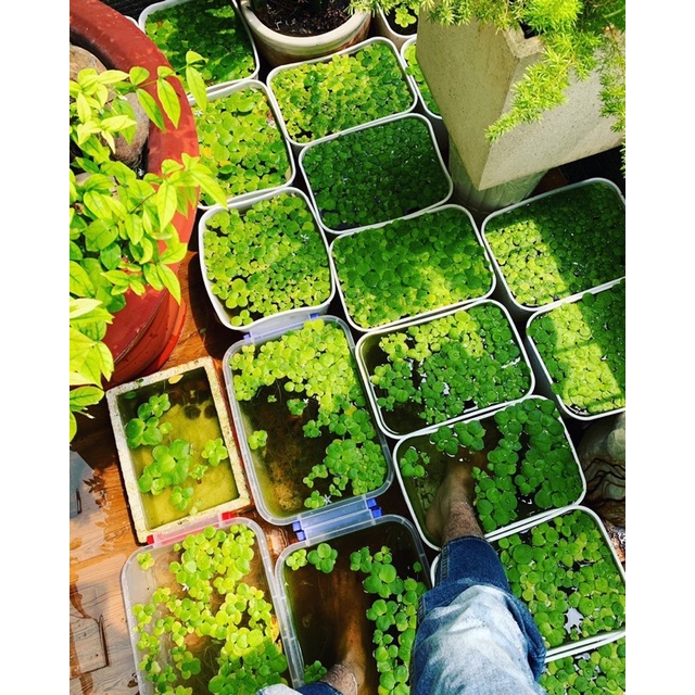 🐠 KHAY NHỰA TRONG SUỐT 7 LÍT 30x22x16 DỄ QUAN SÁT CÁ. KHAY 7 LÍT TRẮNG-TRONG-ĐEN. Gọn nhẹ, ngăn nắp, nuôi cá trồng cây.