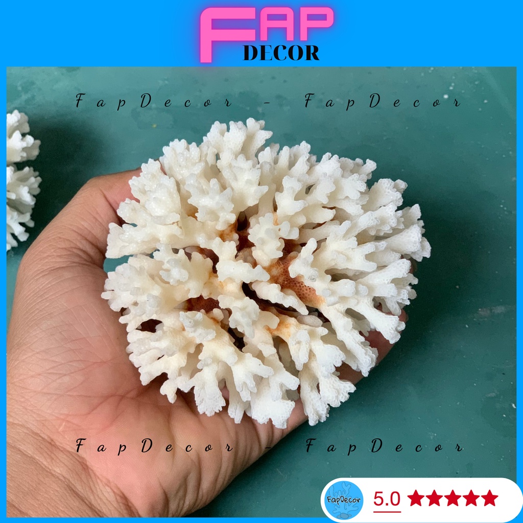 SAN HÔ BÔNG RẠN HÌNH BẮP XÚ SIÊU ĐẸP SAN HÔ BIỂN THIÊN NHIÊN TRANG TRÍ THỦY SINH DECOR NHÀ CỬA