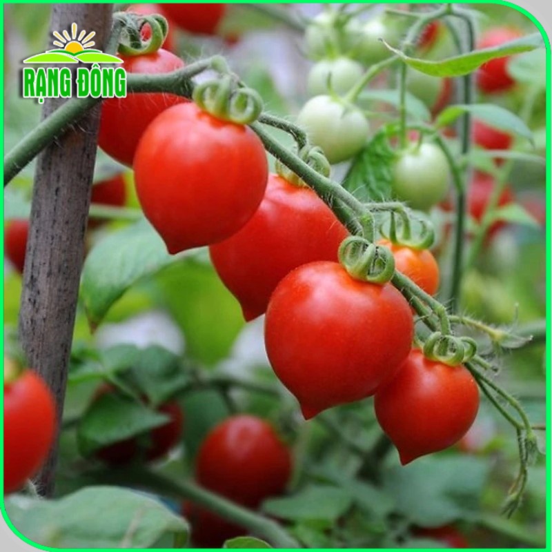 Hạt giống Cà Chua Trái Tim Đỏ, cơm dày, ngọt, thơm, trồng quanh năm (gói 0,1 gr) - Hạt giống Rạng Đông