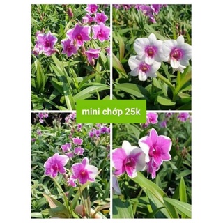 Denro mini chớp giống