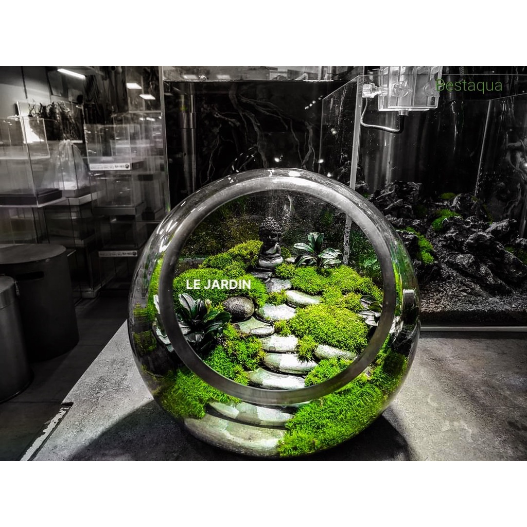 Rêu cỏ  rêu trâu bò, siêu bền, trồng bình terrarium, bán cạn, non bộ, tiểu cảnh, paludarium