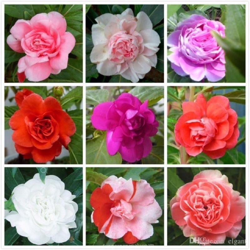 Cây hoa bóng nước kép