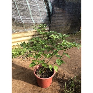 Cây ớt Peru - Aji Charapita (Capsicum chinense)
