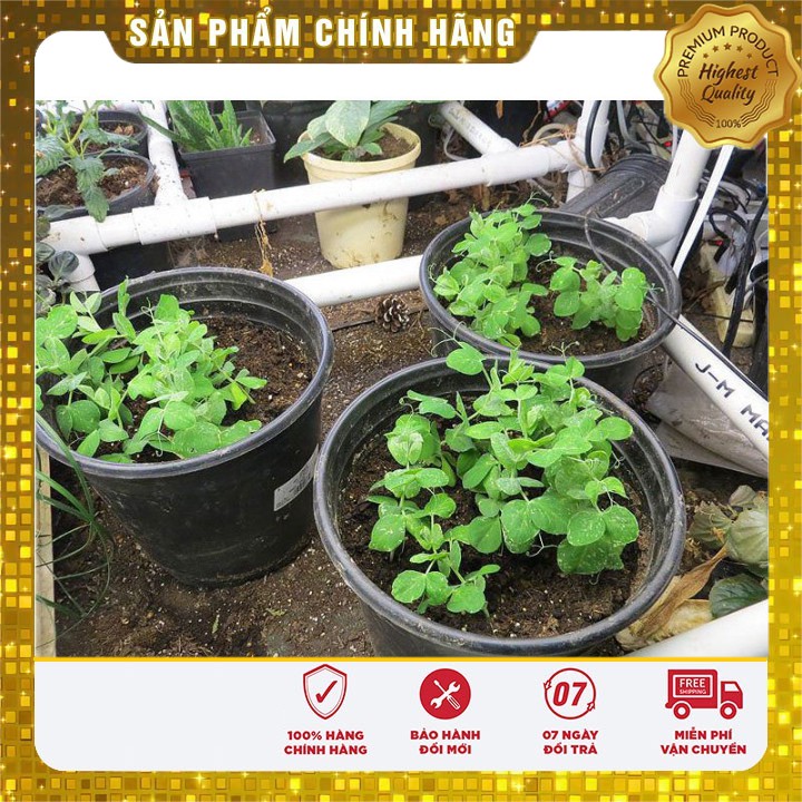 Hạt giống Đậu Hà Lan dễ trồng năng suất( 50gr)