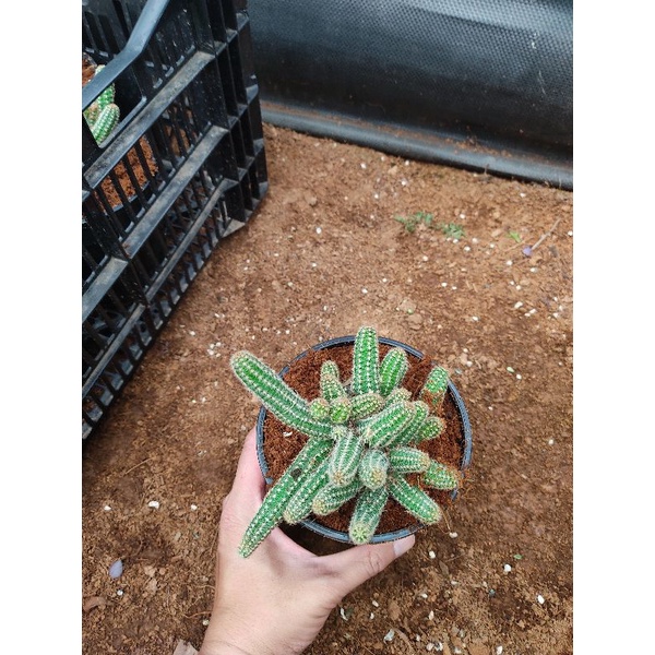 Chậu cứng Xương rồng ngón tay Đà Lạt