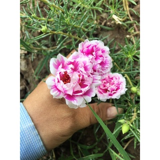 Combo 30 cành mười giờ màu song hỷ
