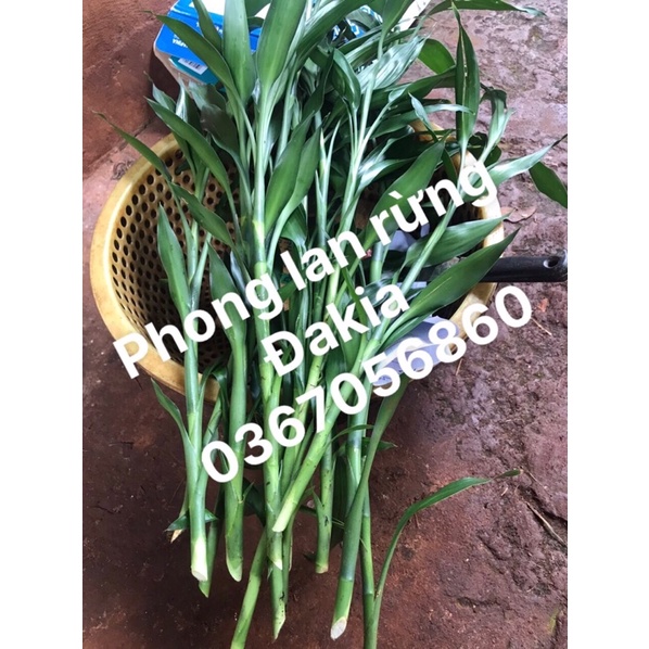1 cành cây phát tài (phát lộc)