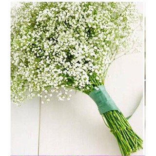 Hạt giống Hoa Baby trắng – 100Hạt