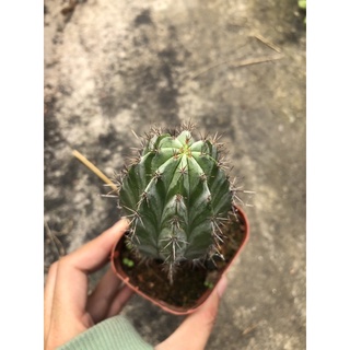 xương rồng trụ 6 cạnh