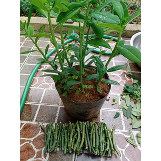 20 khúc thạch anh giống