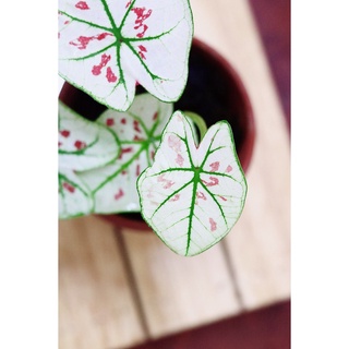 Môn kem dâu tây (Caladium Strawberry Star)
