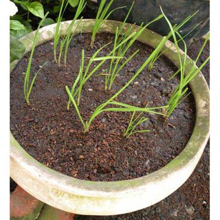 HẠT GIỐNG HẸ TA 1GRAM