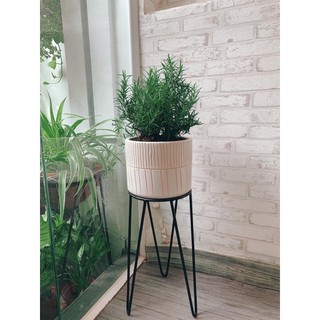 Cây Hương Thảo - Rosemary gồm chậu 20x20cm
