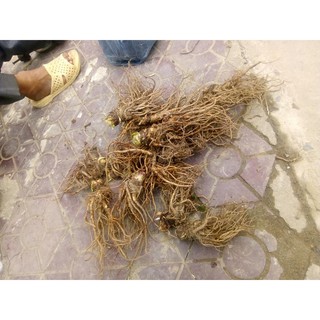 Sâm Đương Quy Tươi 1Kg