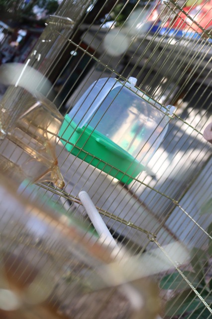 Lồng vẹt mạ vàng