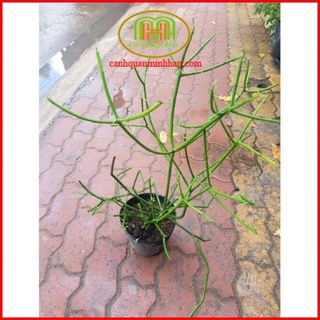 Cây cành giao là cây bài thuốc viêm xoang cực hay