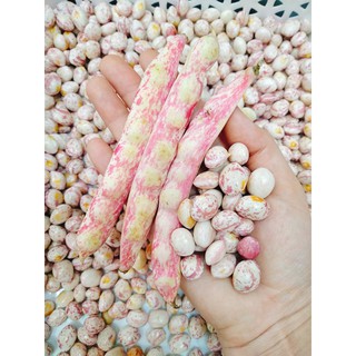 1KG ĐẬU CÚC (PINTO) DALAT