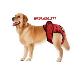 Quần lót sinh lý cho chó lớn từ 10kg trở lên - PetSaigon