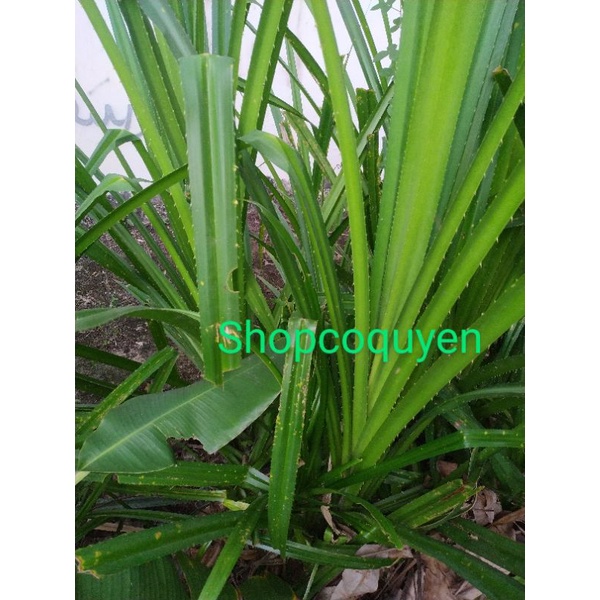 Cây dứa gai 1ký