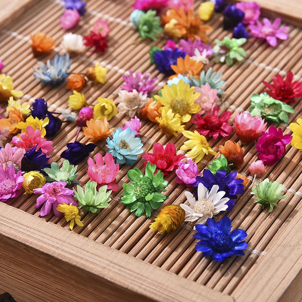 Hoa Khô Tự Nhiên Mini Hình Ngôi Sao Brazil Dùng Trang Trí Đồ Thủ Công DIY