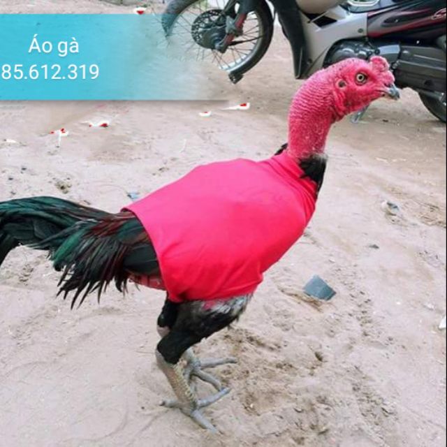 ÁO TRÙM GÀ GIẢM GÃY LÔNG CÁNH CHO GÀ ĐÁ