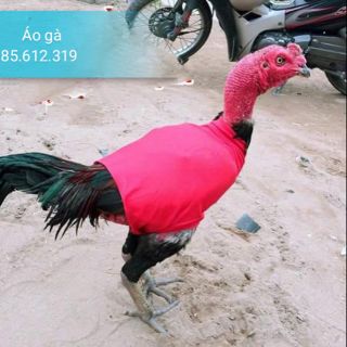 ÁO TRÙM GÀ GIẢM GÃY LÔNG CÁNH CHO GÀ ĐÁ