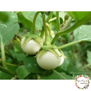 Giống cà pháo trắng - gói 1 gram