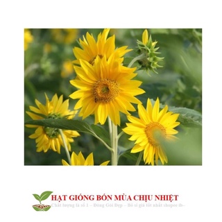 Hướng dương siêu bông 2 màu cam đỏ và vàng gói 20 hạt mix đến mùa trồng tết
