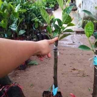 Combo cây giống mít thái,hồng xiêm,táo,đào