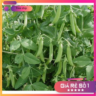 HẠT GIỐNG ĐẬU HÀ LAN LUCKY.VN