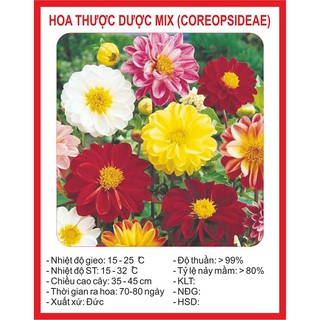 Hoa thược dược mix