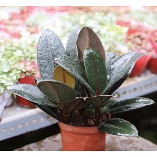 Cây đa búp đỏ(20cm)