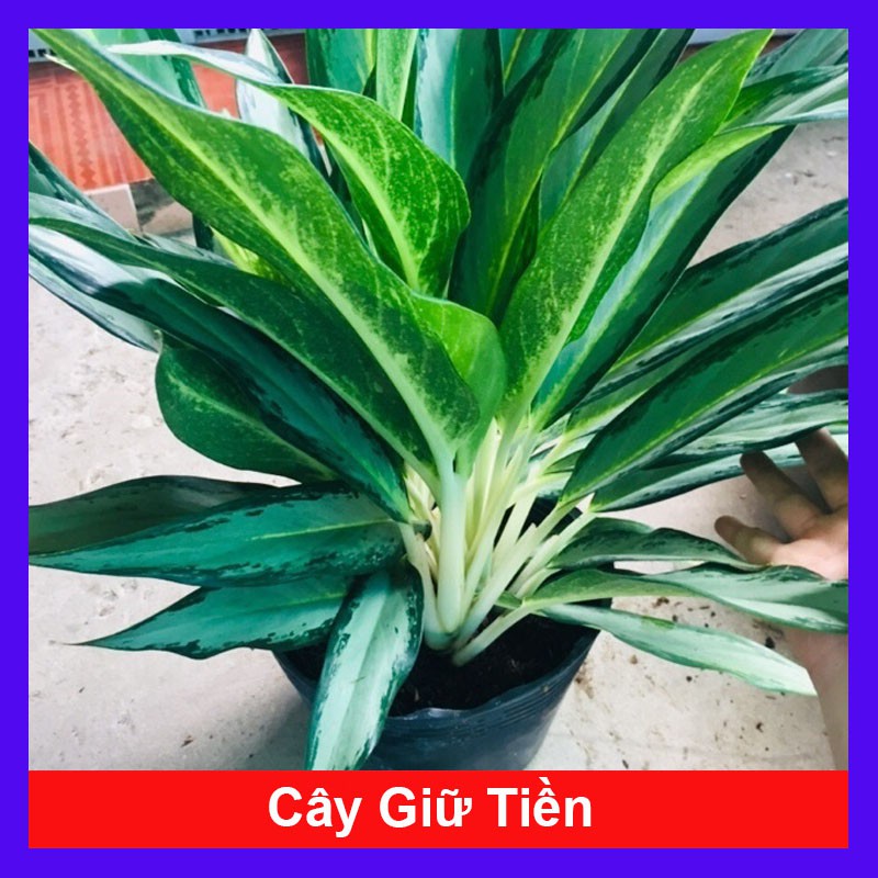 Cây Giữ Tiền - Cây cảnh phong thủy trang trí + Tặng phân bón cho cây mau lớn