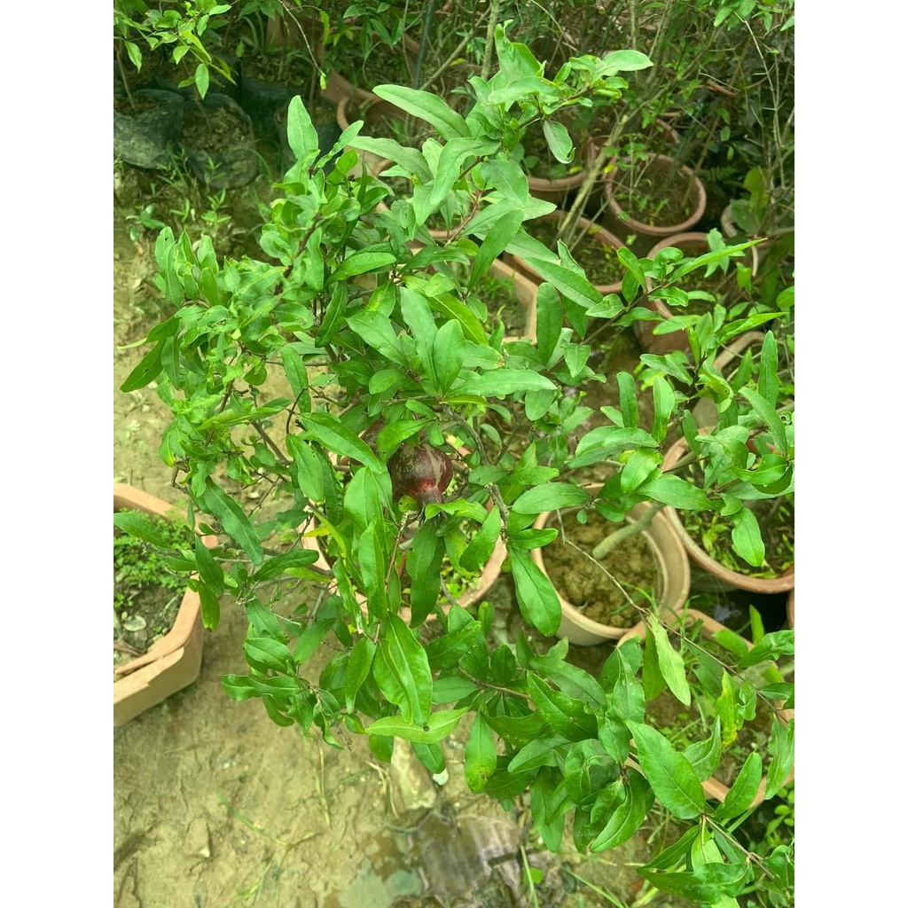 Cây Lựu Tím  - Chuẩn Giống Cây Trồng