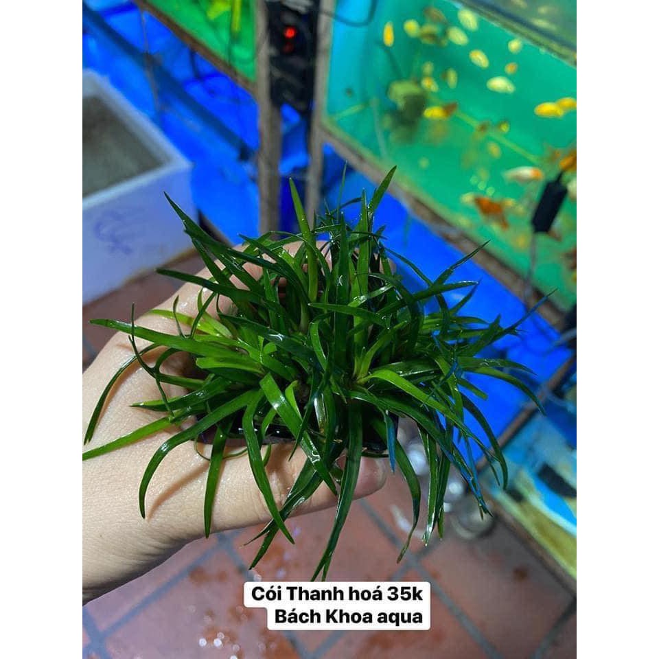 Cây Cói Thanh Hóa