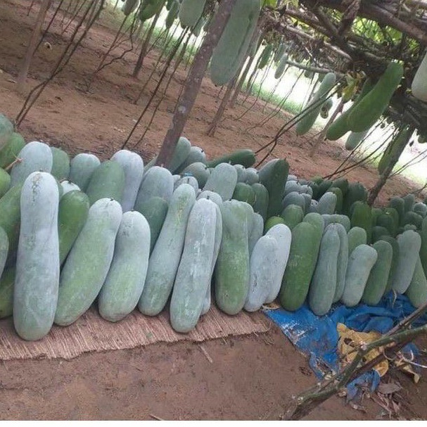 Bí đao sấy khô sấy lạnh - giảm cân, đẹp da, giải nhiệt | Bột Natural