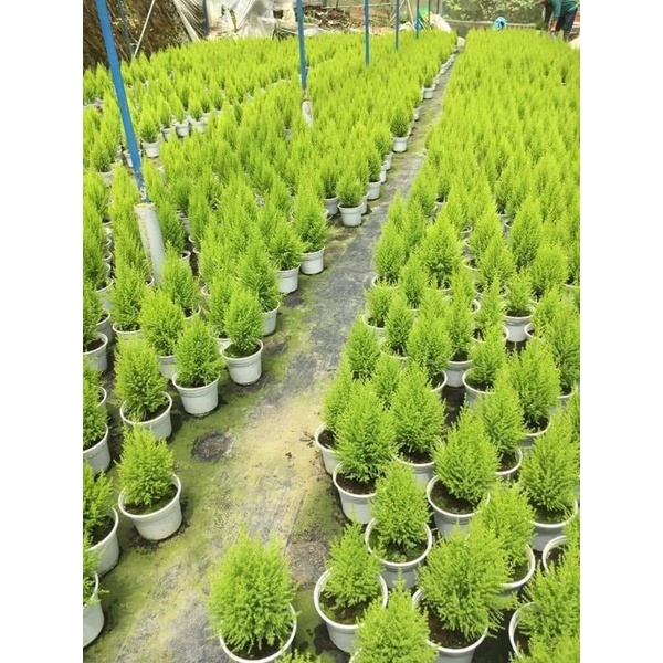 Chậu cây tùng thơm để bàn