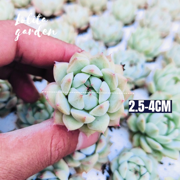 Sen đá tiểu ngọc Đà Lạt size mini cây cảnh trang trí nhà cửa Lolita garden