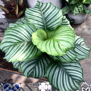 Cây đuôi công táo xanh trang trí nội thất