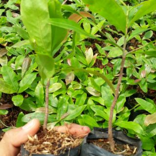 Mai con giống giảo zin ( mai giảo thủ đức)