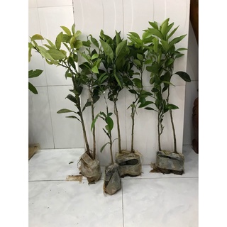 [FREESHIP - Xả Khô Máu] Cây giống Chanh Đào