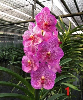 Hoa lan Vanda giống hoa to