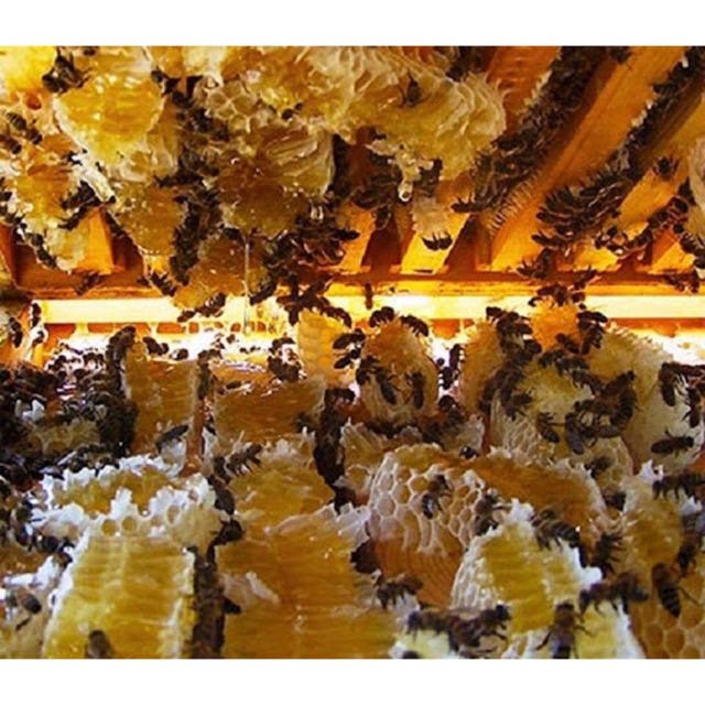 Mật ong hoa cà phê