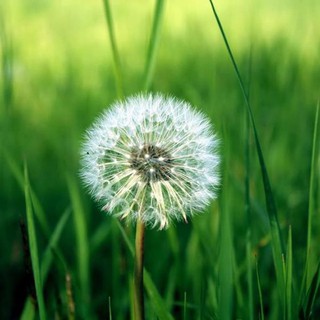 30 Hạt giống hoa Bồ công anh