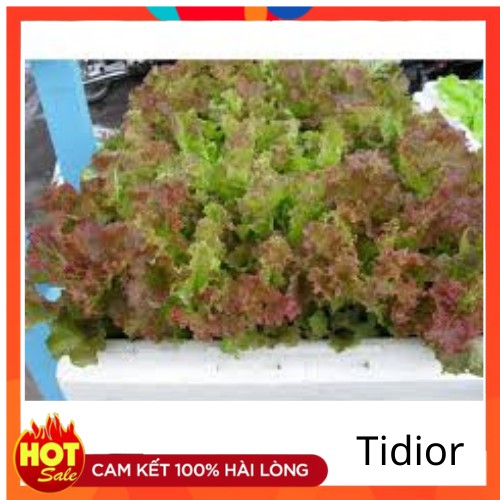 Tidior-HẠT GIỐNG XÀ LÁCH TÍM, 0,5GR - HXL02